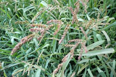 <i>Echinochloa crus-galli</i>
