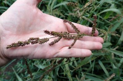 <i>Echinochloa crus-galli</i>