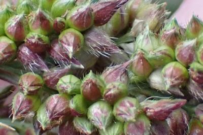 <i>Echinochloa crus-galli</i>