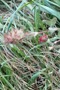 <i>Trifolium incarnatum</i>