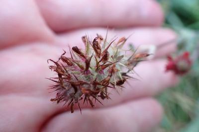 <i>Trifolium incarnatum</i>