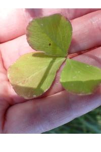 <i>Trifolium incarnatum</i>