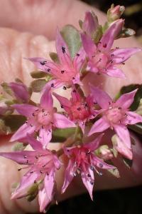 <i>Phedimus spurius</i>