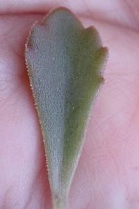 <i>Phedimus spurius</i>