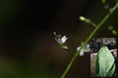 <i>Circaea lutetiana</i>