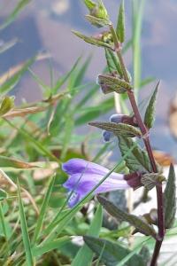 <i>Scutellaria galericulata</i>