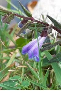 <i>Scutellaria galericulata</i>