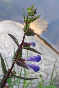 <i>Scutellaria galericulata</i>