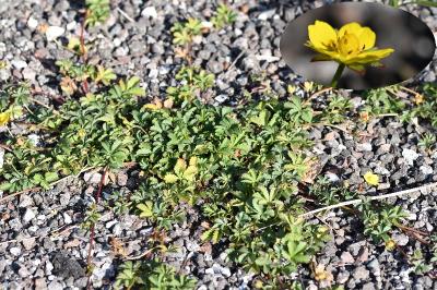 <i>Potentilla reptans</i>