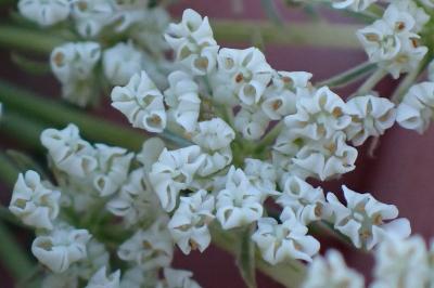 <i>Daucus carota</i>