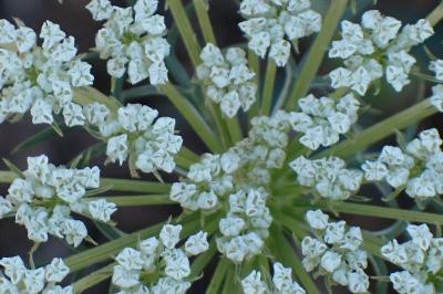 <i>Daucus carota</i>