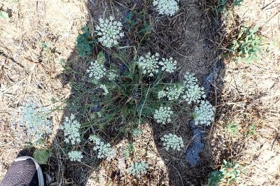 <i>Daucus carota</i>