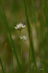 <i>Rhynchospora alba</i>