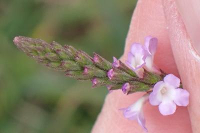 <i>Verbena officinalis</i>