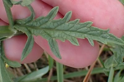 <i>Verbena officinalis</i>