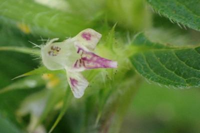 <i>Galeopsis bifida</i>