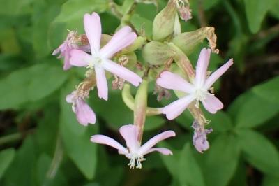 <i>Saponaria officinalis</i>