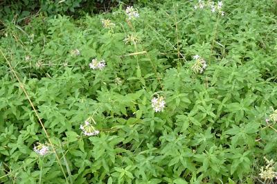 <i>Saponaria officinalis</i>