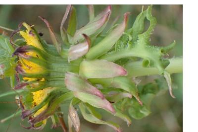 <i>Taraxacum officinale</i>