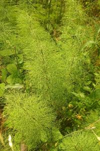 <i>Equisetum sylvaticum</i>
