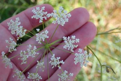 <i>Pimpinella saxifraga</i>