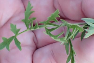 <i>Pimpinella saxifraga</i>