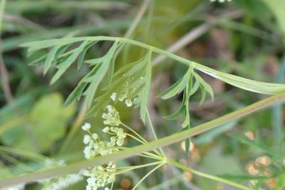 <i>Pimpinella saxifraga</i>