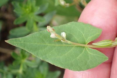 <i>Fallopia convolvulus</i>