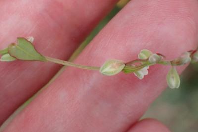 <i>Fallopia convolvulus</i>