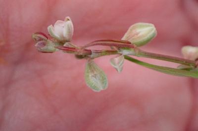<i>Fallopia convolvulus</i>