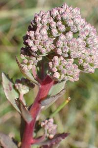 <i>Hylotelephium telephium</i>