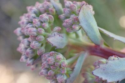 <i>Hylotelephium telephium</i>