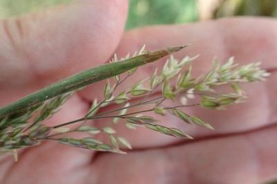 <i>Holcus lanatus</i>
