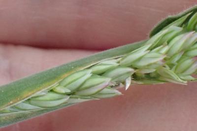 <i>Holcus lanatus</i>