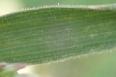 <i>Holcus lanatus</i>