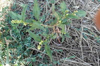 <i>Persicaria lapathifolia</i>