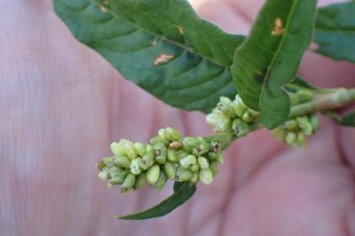 <i>Persicaria lapathifolia</i>