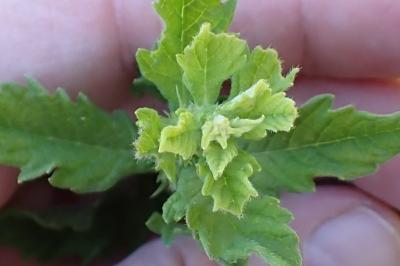 <i>Dysphania ambrosioides</i>