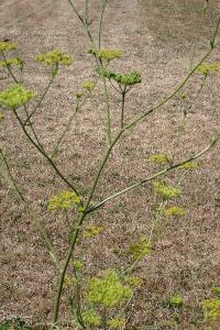 <i>Pastinaca sativa</i>