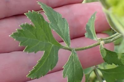 <i>Pastinaca sativa</i>