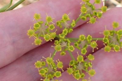 <i>Pastinaca sativa</i>