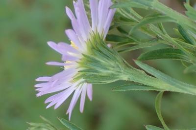 <i>Symphyotrichum</i>