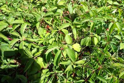 <i>Parthenocissus inserta</i>