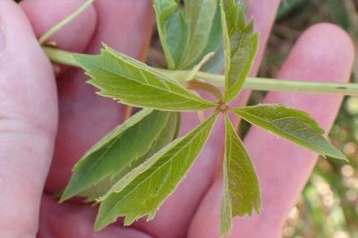 <i>Parthenocissus inserta</i>