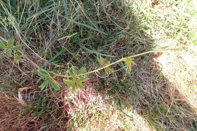 <i>Parthenocissus inserta</i>