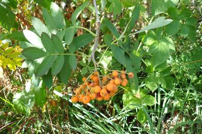<i>Sorbus aucuparia</i>