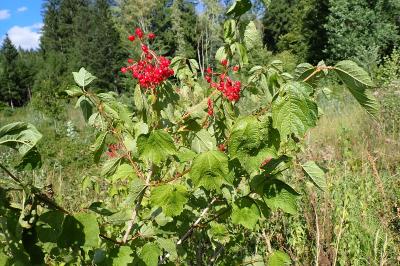 <i>Viburnum opulus</i>
