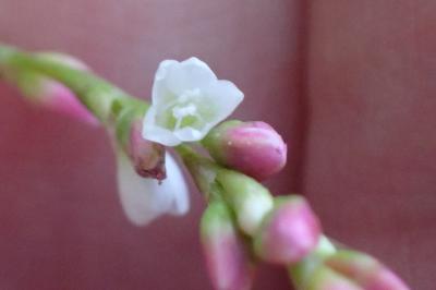 <i>Persicaria dubia</i>
