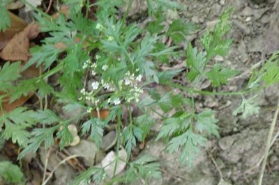 <i>Aethusa cynapium</i>