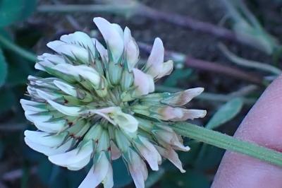 <i>Trifolium repens</i>